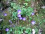 Slovensk� r�j