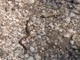 Slovensk� r�j - Zmije obecn�, ml�d�
