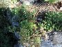 Slovensk� r�j