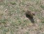 Slovensk� r�j