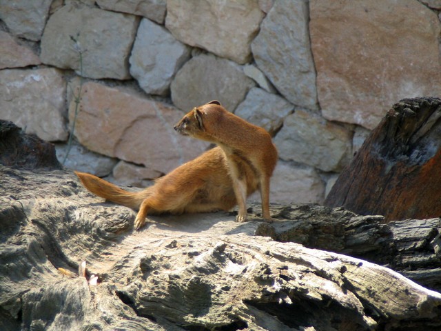 Zoo Praha