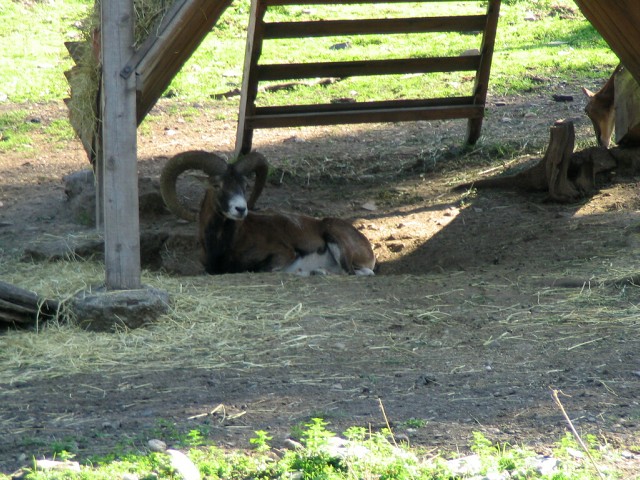 Zoo Praha