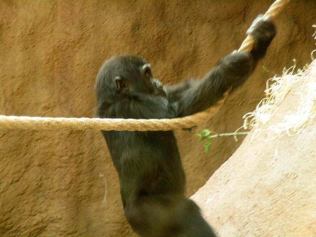 Zoo Praha - Goril� sle�na Moja
