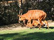 Zoo Praha