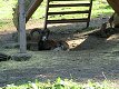 Zoo Praha