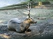 Zoo Praha