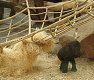 Zoo Praha - Goril� sle�na Moja