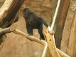 Zoo Praha - Goril� sle�na Moja