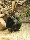 Zoo Praha