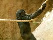 Zoo Praha - Goril� sle�na Moja
