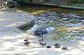 Zoo Praha - Hroch