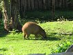 Zoo Praha